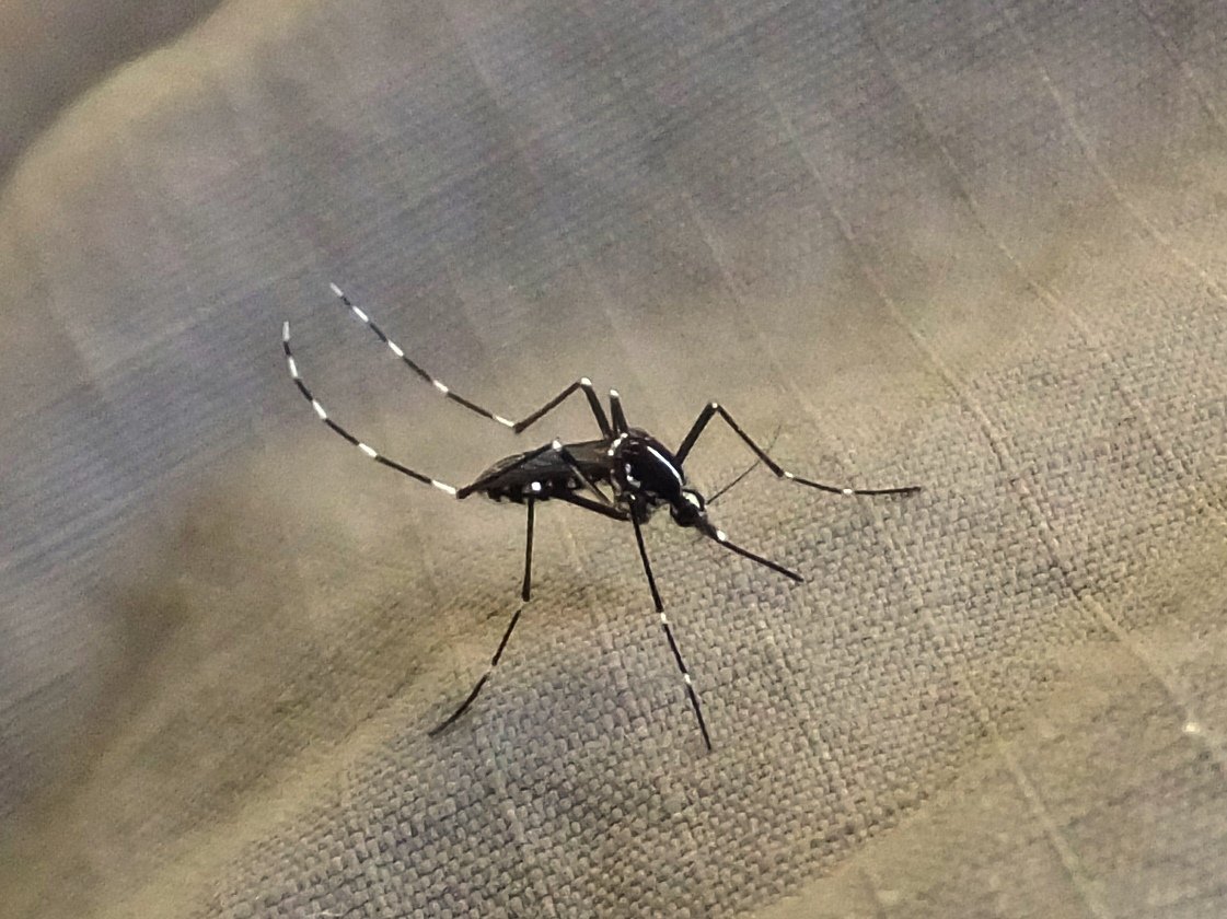 New insights on mosquitoes that spread disease New insights on mosquitoes that spread disease